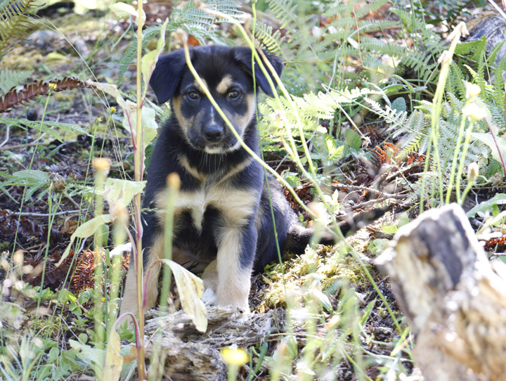 chinook dog